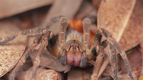 MedWatch Digest: Spider venom may treat erectile dysfunction — and more